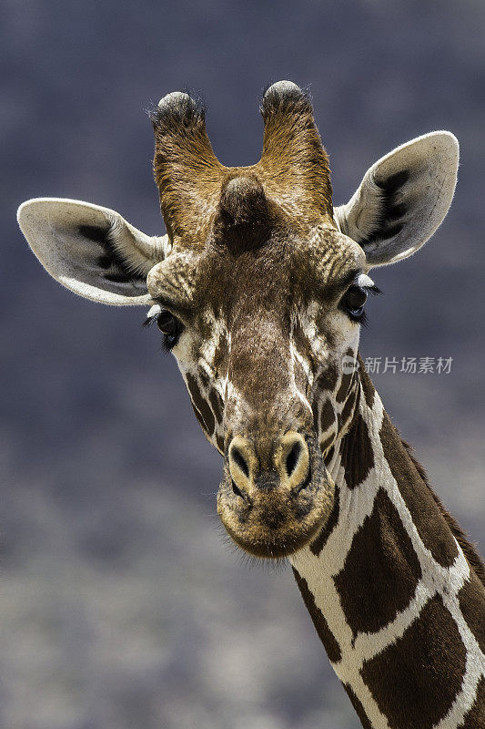 网状长颈鹿(Giraffa camelopardalis reticulata)，也被称为索马里长颈鹿。肯尼亚桑布鲁国家保护区。